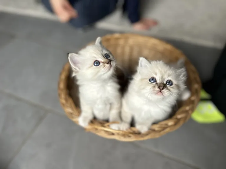 Chatons Sacrés de Birmanie à adopter