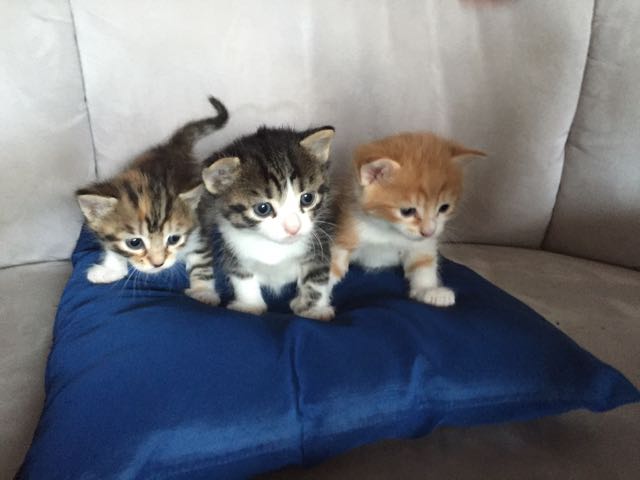 Photos de chatons mignons (Canton de Neuchâtel)