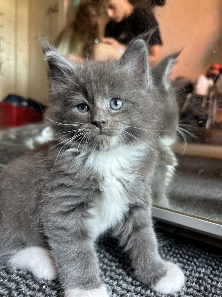 Chatons à adopter à Neuchâtel : 8 adorables chatons disponibles en Suisse romande