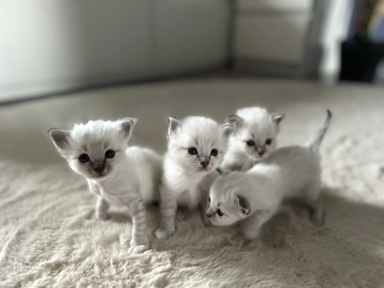 race Birman portée de jeune chaton de 26 jours trop mignons pure race sacré de Birmanie