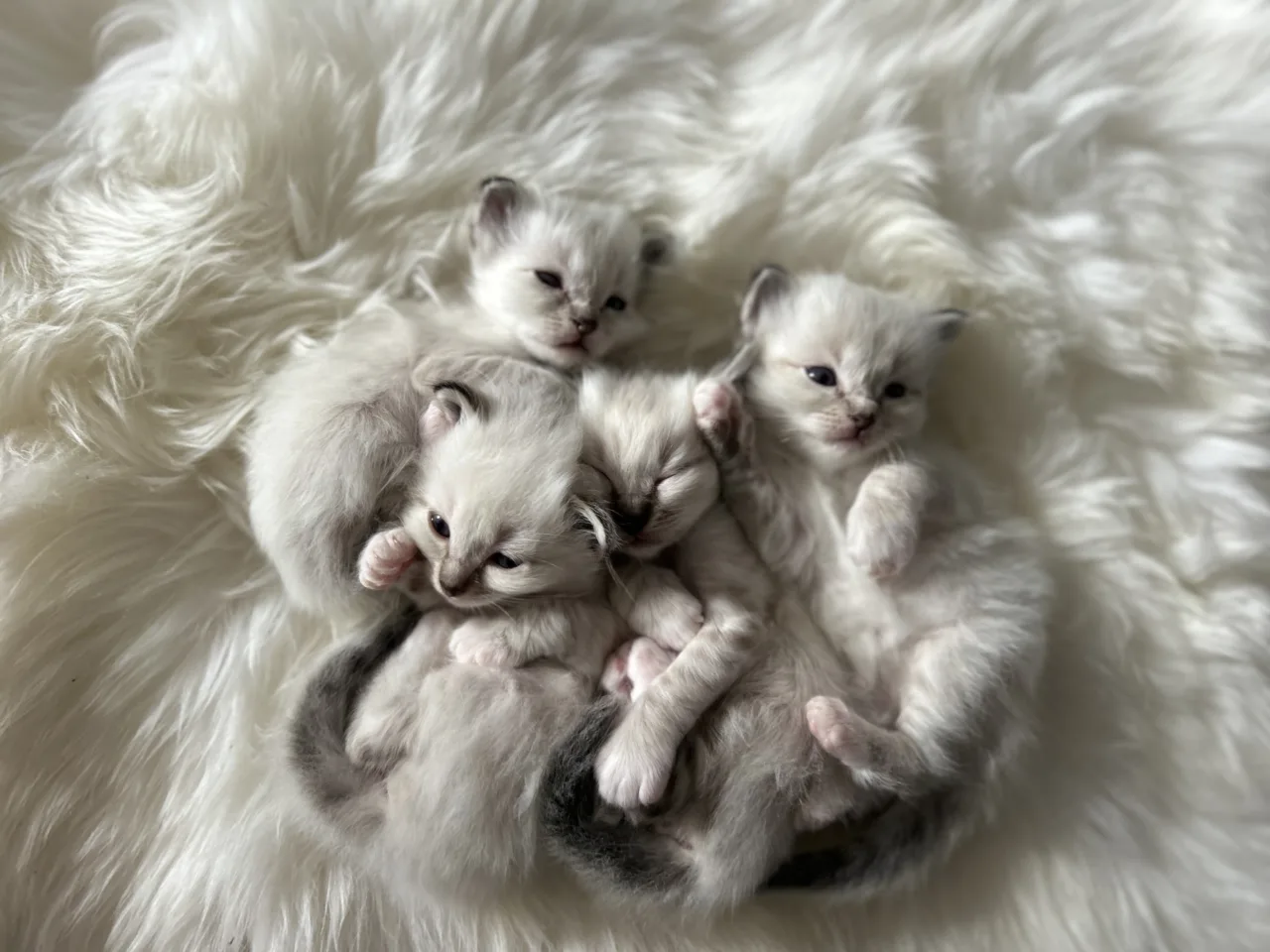 trop adorable chatons sacré de Birmanie