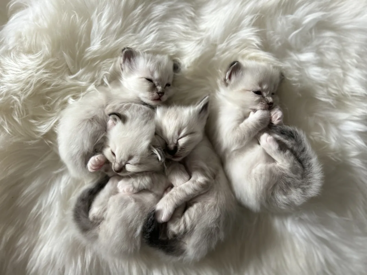 que ça à l'air douillet... chatons sacré de Birmanie