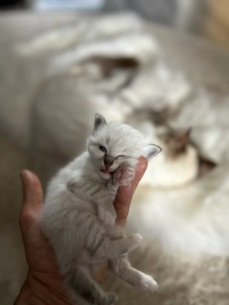 gros plan chaton sacré de Birmanie qui dort sur ma main