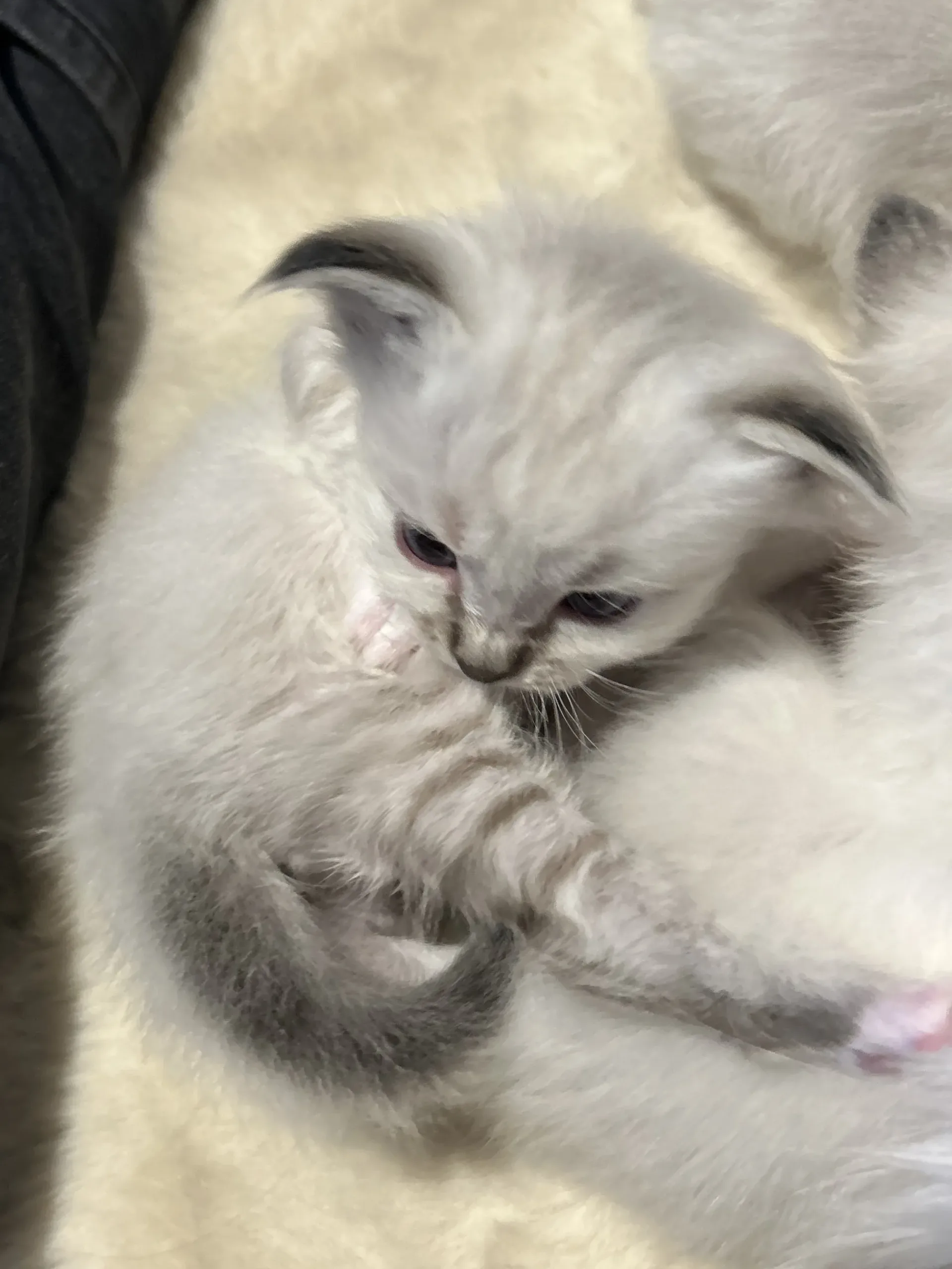 quel chouchou chaton sacré de Birmanie
