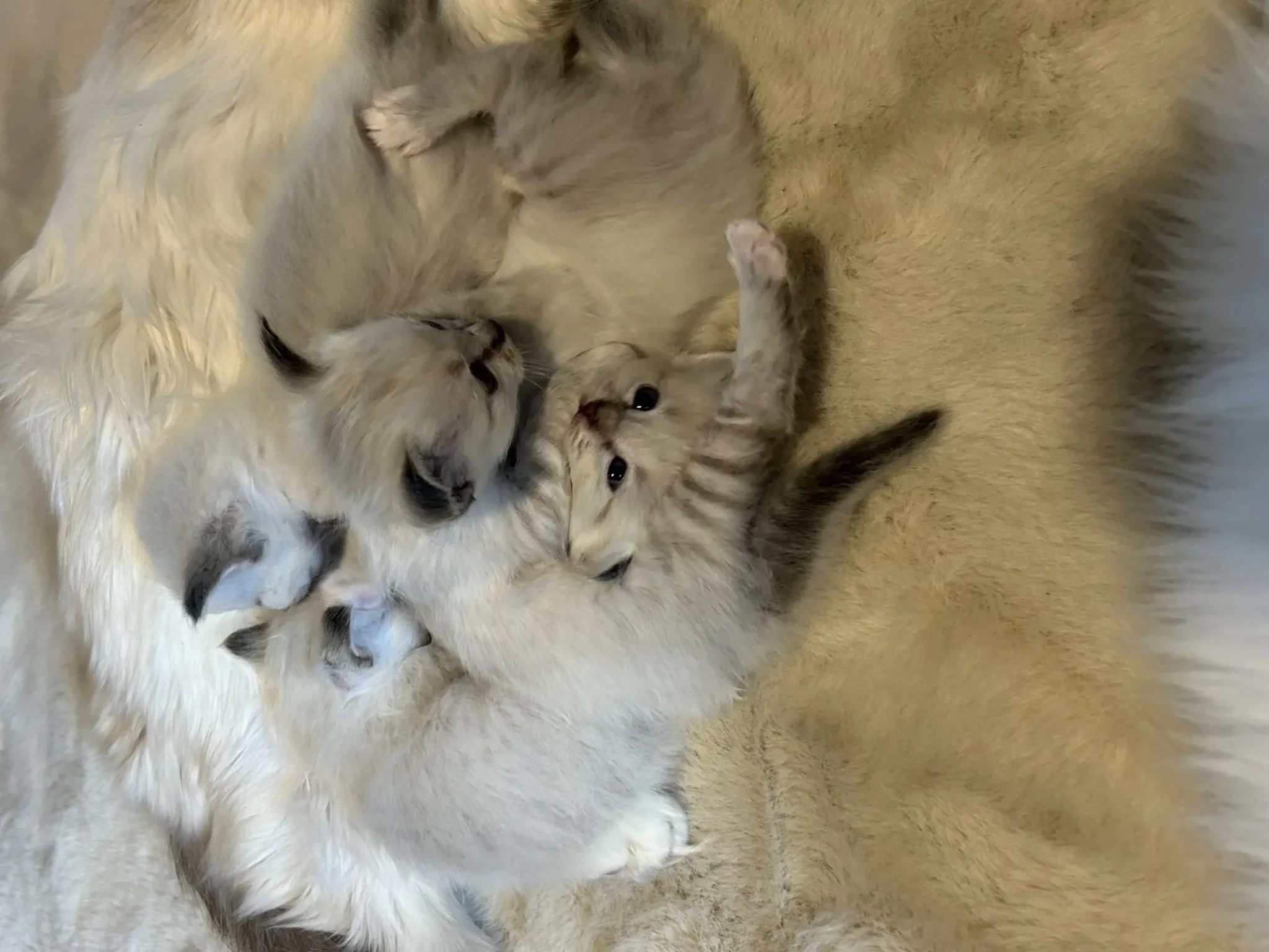 portée mignonne chatons portée de chatons pure race sacré de Birmanie