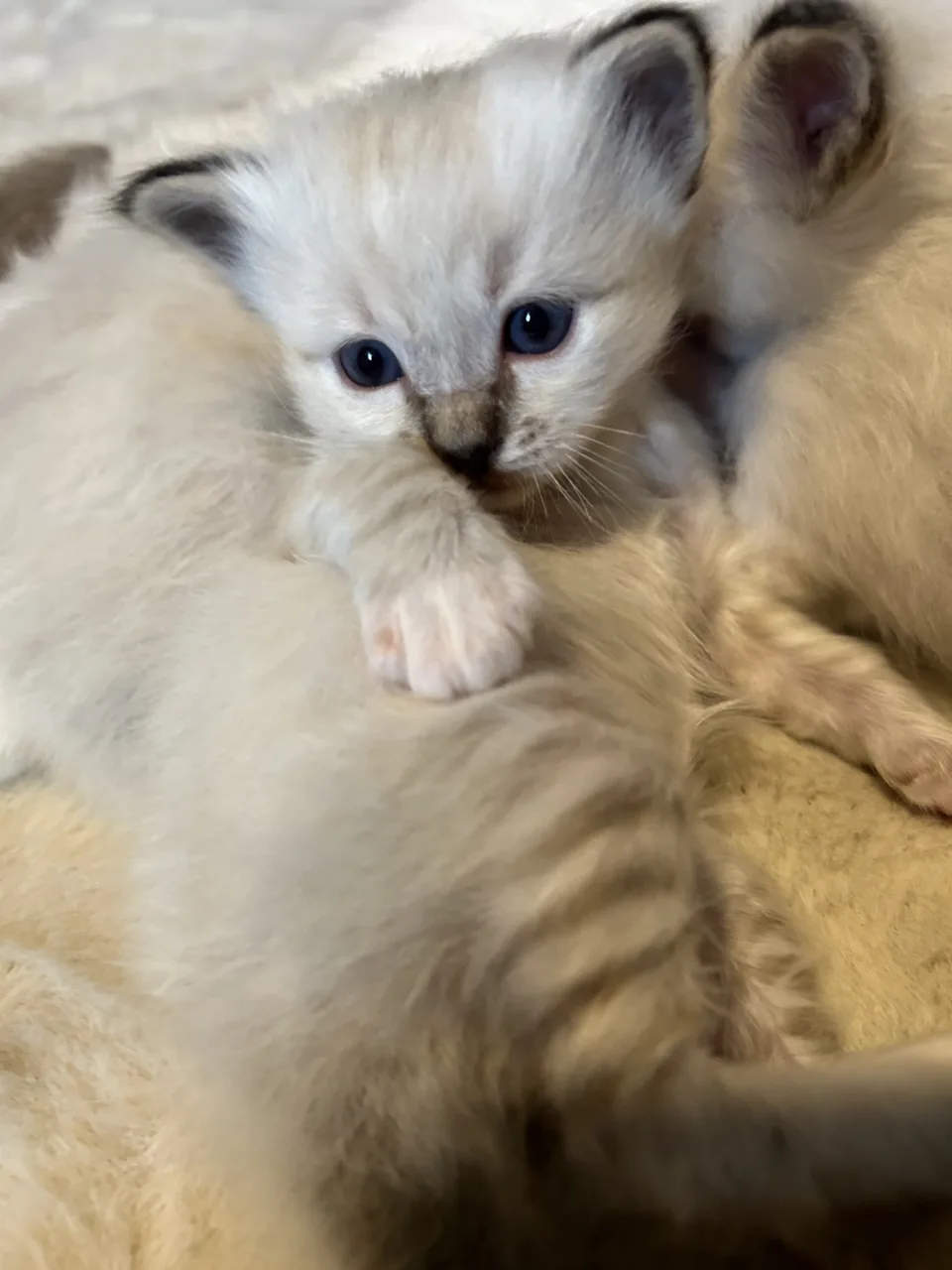 chaton sacré de Birmanie Chaton sacré de Birmanie élevage familiale de la région de Neuchâtel