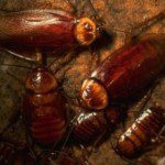 article_cockroaches-300x196 cafards article_cockroaches-300x196 cafards