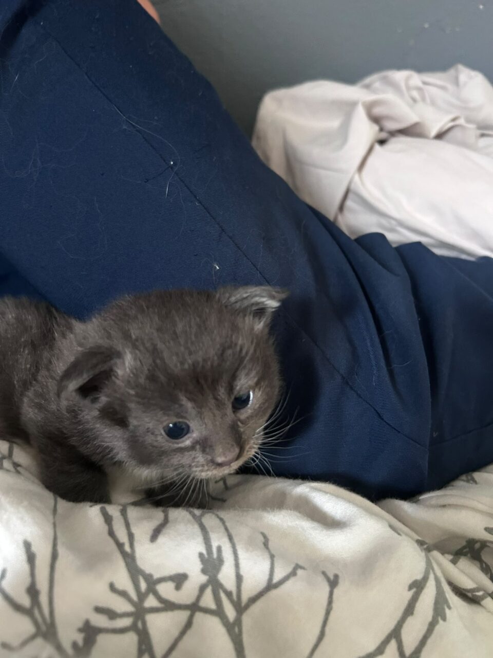 chaton maine coon 2026
