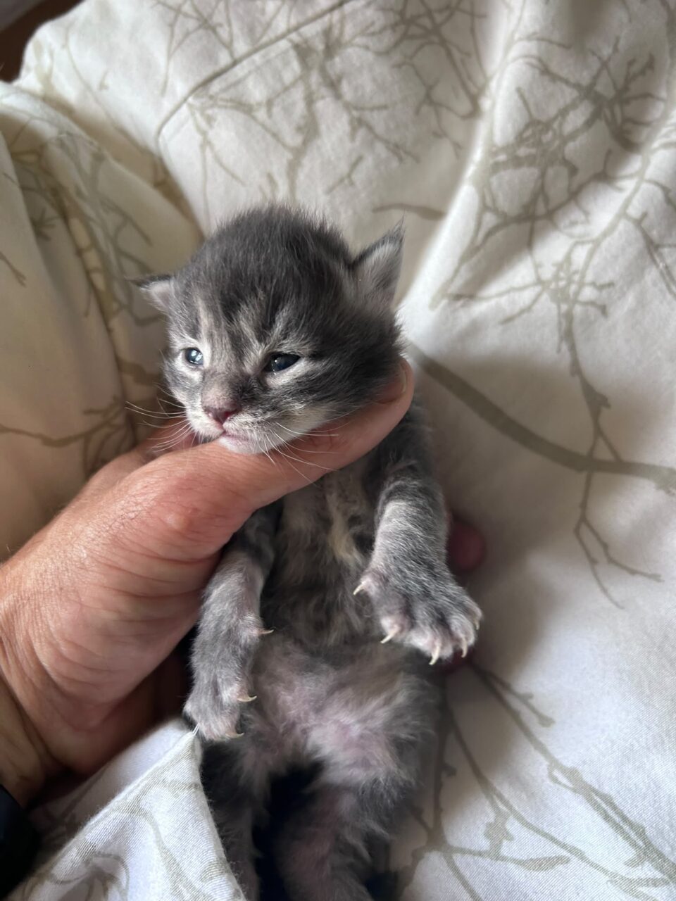 chaton maine coon mai 2026