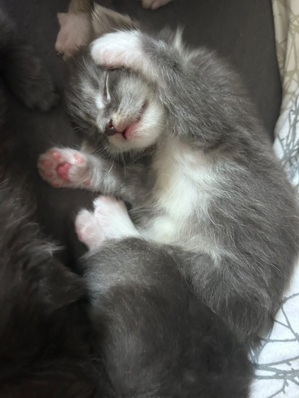 chaton maine coon qui dort