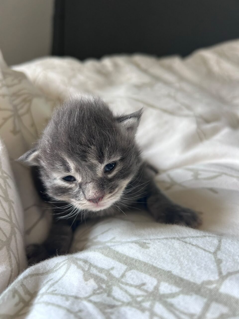 chaton mignon maine coon