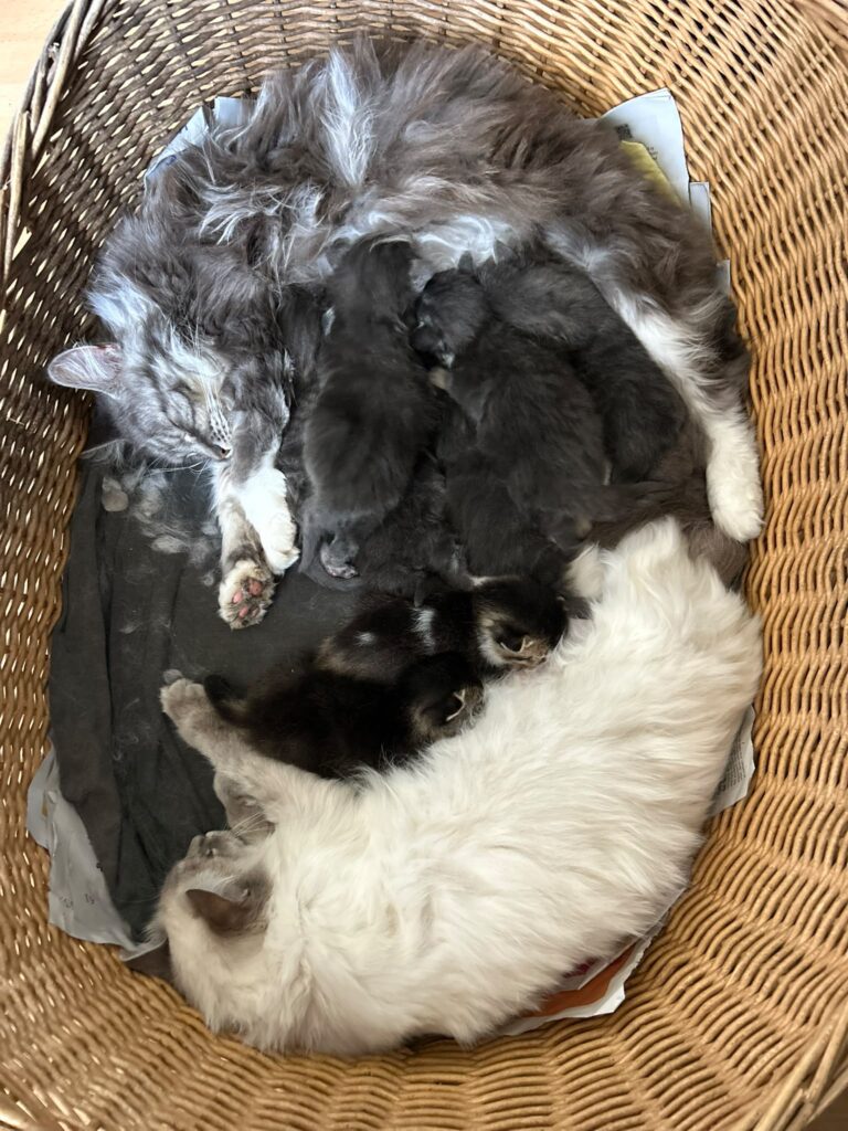 chatons et chatte Maine coon ragdoll garde partagée