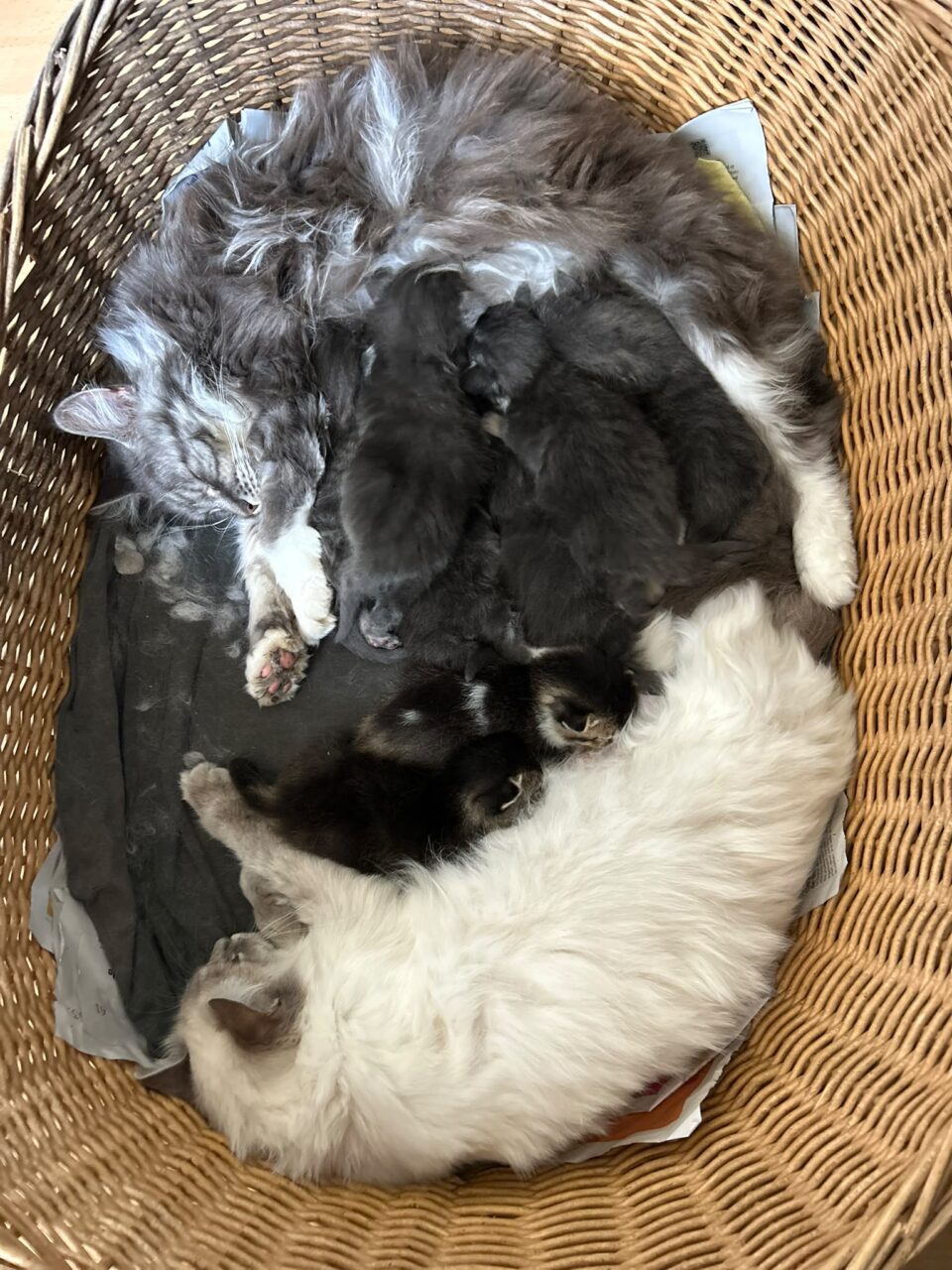 chatons et chatte Maine coon ragdoll garde partagée