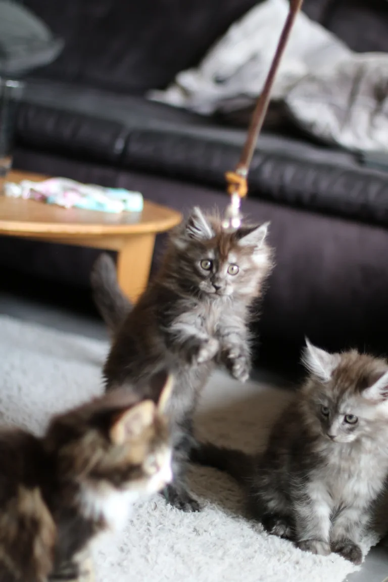 Les chats stars du Rire