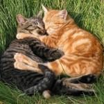 chats