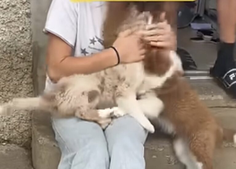 Vidéo : Chiots de 2 mois trop câlins