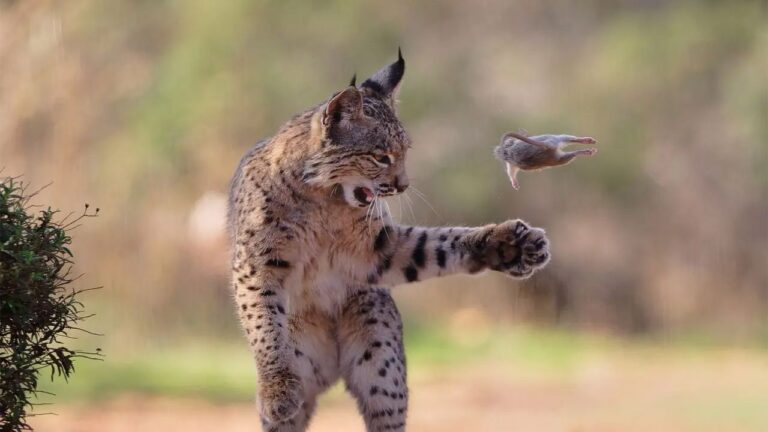 Ces photos d’animaux prises en 2026 sont parmi les plus incroyables jamais vues