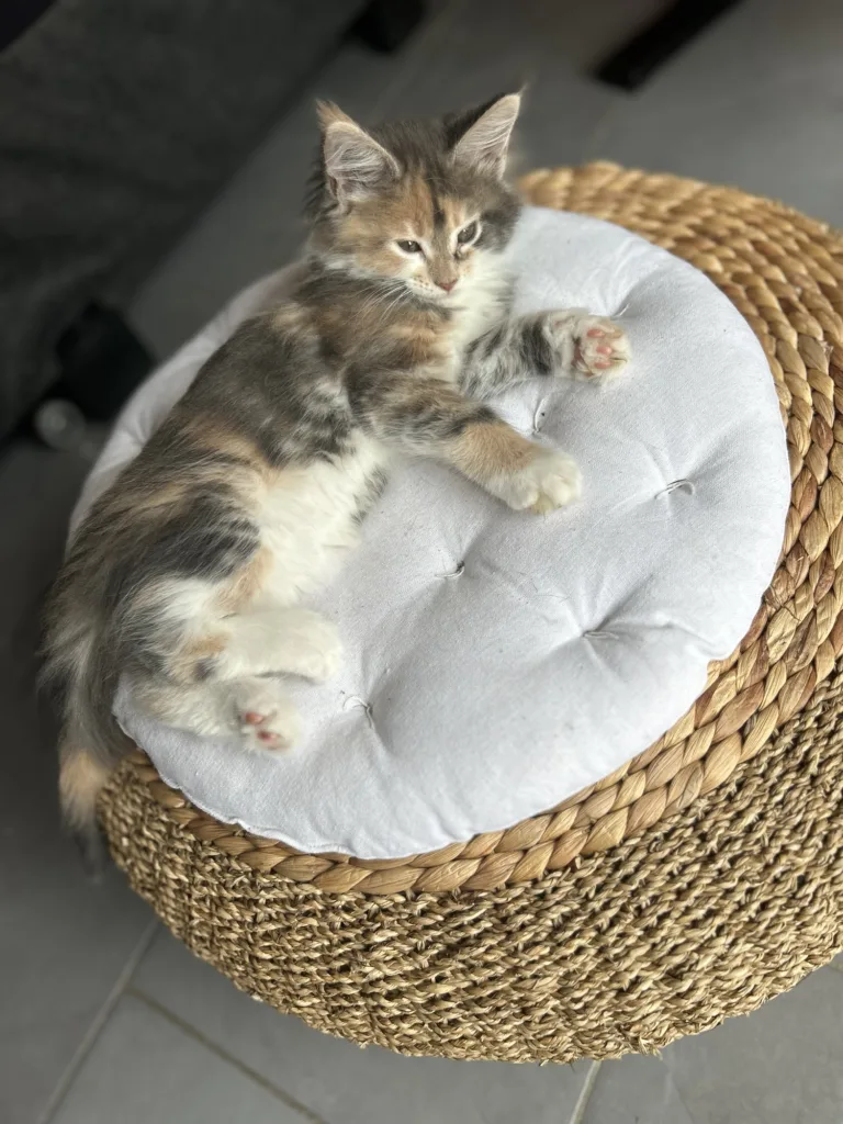 Vidéo petite chatte maine coon