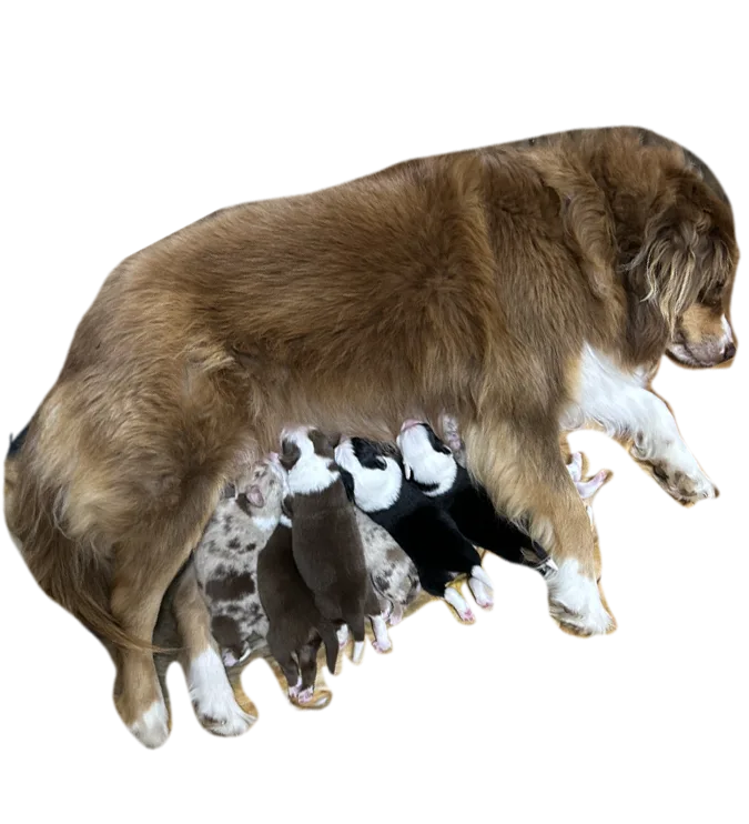 Naissance de chiots mini berger australien à Neuchâtel