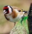 oiseau du jardin