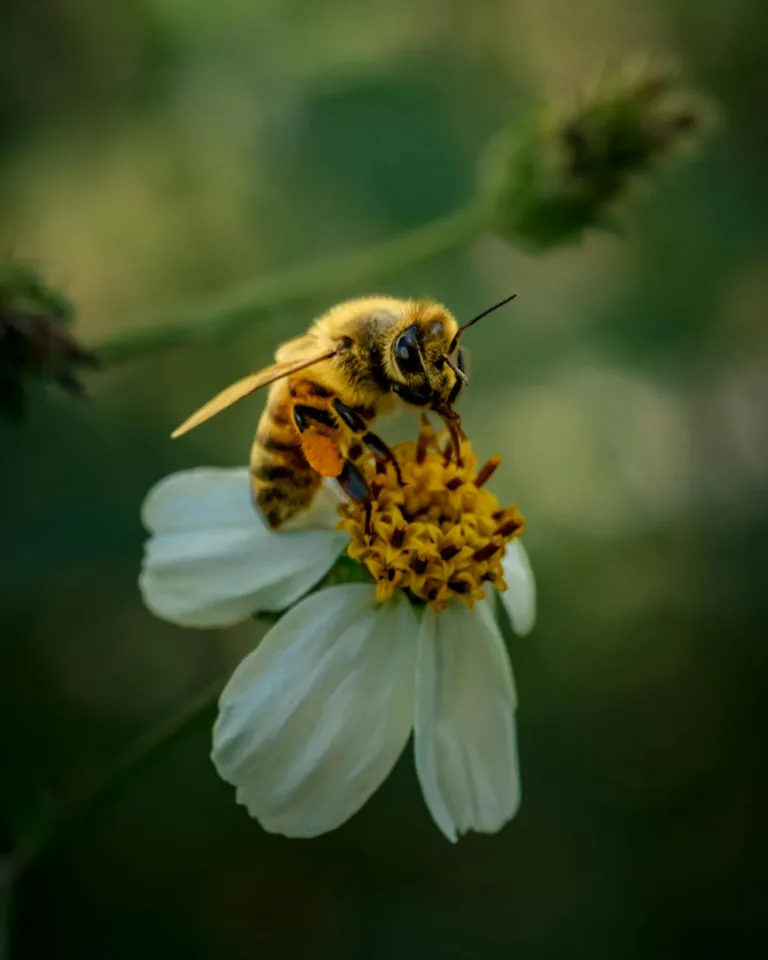 macro shot of bee pollinating white flower