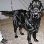 retriever-poil-plat retriever-poil-plat