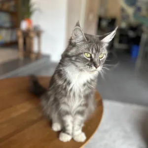 Wiki chatte maine coon